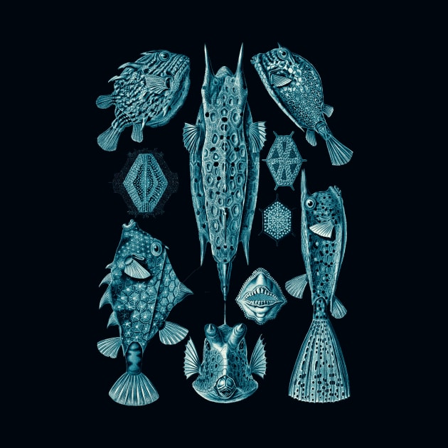 Ernst Haeckel Ostraciontes Fish Cerulean by Scientistudio