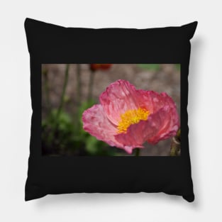 Pink Poppy Pillow