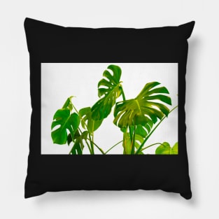 Monstera  green leaves and stems in casual fashion selective soft on white pot isolated on white background. Pillow