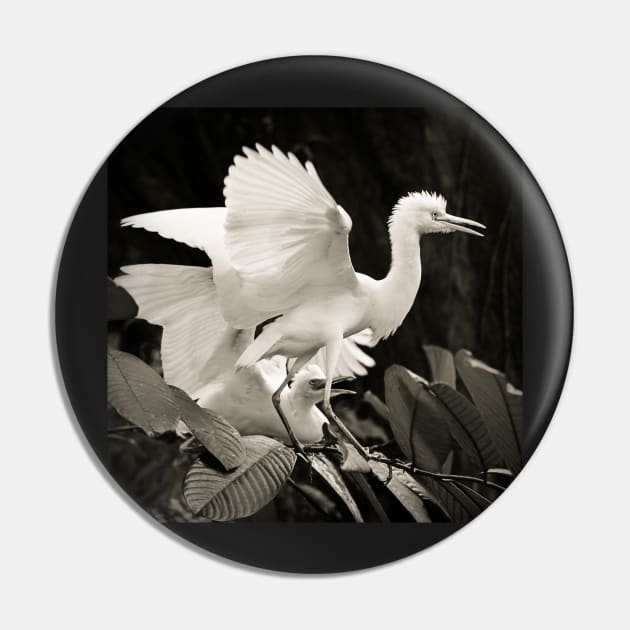 Cattle egret courtship display Pin by Juhku