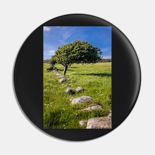 Tree and Remains of Wall near Sandyhills Dumfries and Galloway Photograph Pin