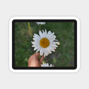 Daisy flower with its yellow disk Magnet