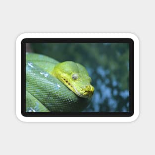 Green Tree Python Magnet