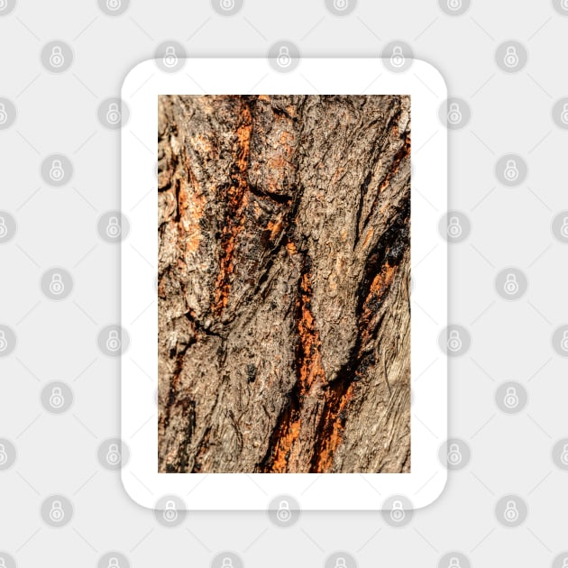 Bark CR03 Magnet by fotoWerner