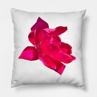 Pink Bloom Rose Pillow