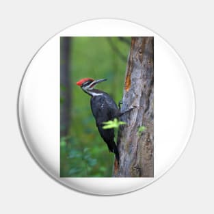 Pileated Woodpecker Portrait Pin