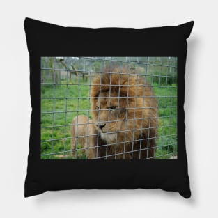 Lion staring at the food in zoo Pillow