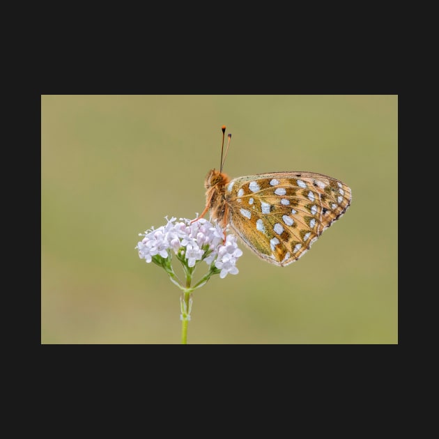 Dark Green Fritillary Butterfly on a White Valerian Flower by TonyNorth