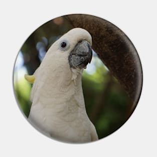 Cockatoo Pin