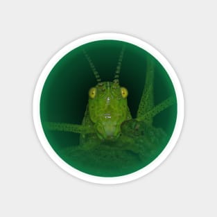 another green Grasshopper Magnet