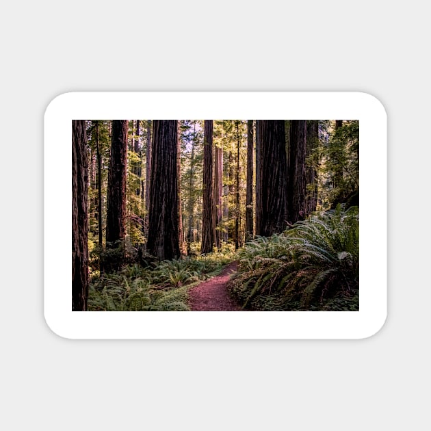 A walk in the redwoods Magnet by blossomcophoto