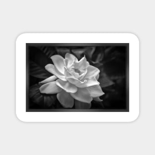 Gardenia in Black and White Magnet