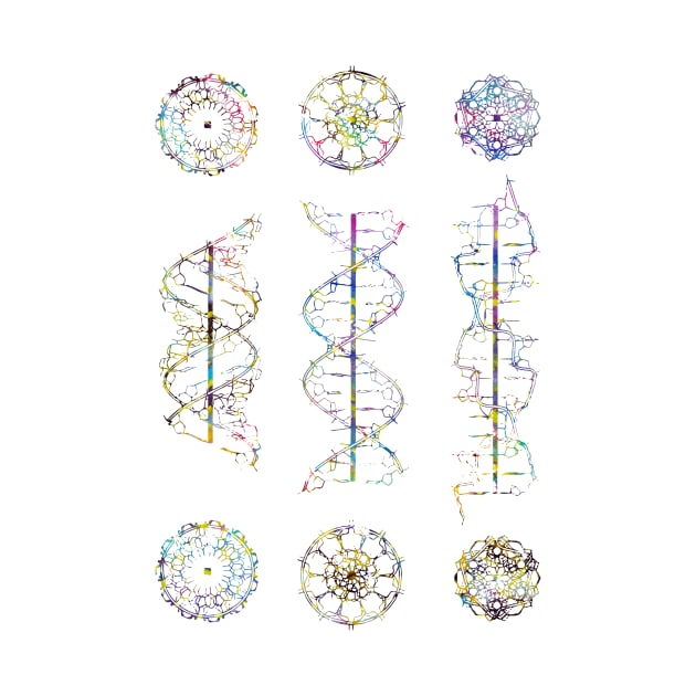 A-,B-, and Z-DNA by erzebeth