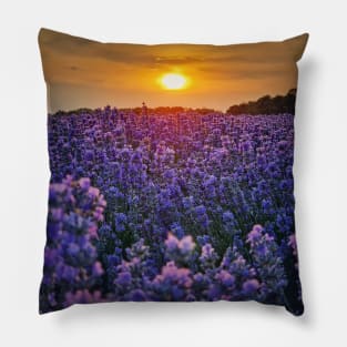 lavender field in sunset beams Pillow