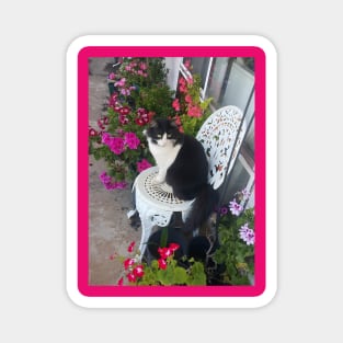 Tuxedo Cat Cute and Beautiful Flowers Magnet