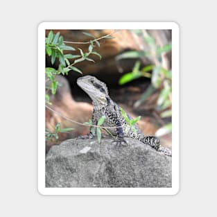 Eastern Water Dragon Magnet