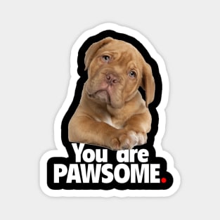 You are PAWSOME - Dark Magnet