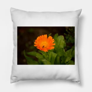 klb poppy Pillow