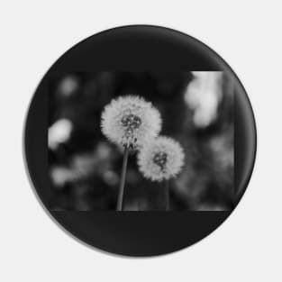 Two Dandelions in a black and white background Pin