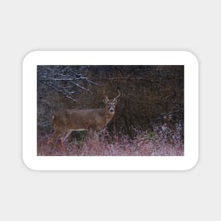 Snowy Buck - White-tailed deer Magnet