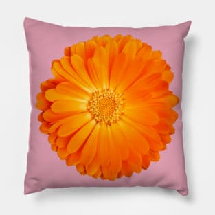 Orange Flower on baby pink background Pillow