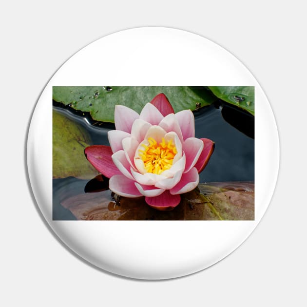 Blooming water lily in summer Pin by Offiinhoki