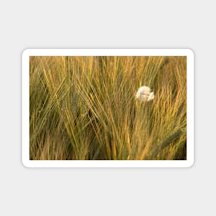 A feather amongst the summer barley in a Norfolk field, UK Magnet