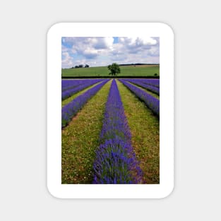 Lavender Field Purple Flowers Cotswolds England Magnet