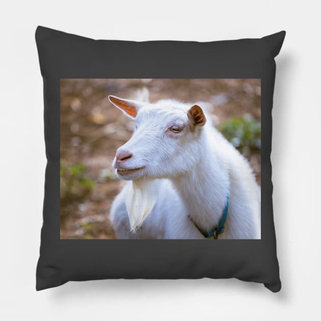 Old Bearded Goat Portrait Pillow by mcdonojj