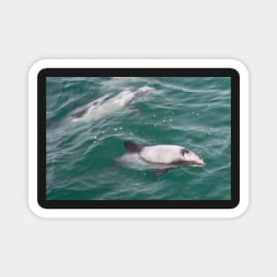 Hector's Dolphins Magnet