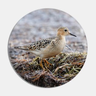 Buff-Breasted Sandpiper at the Beach Pin