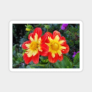 Golden Gate Blooms Magnet