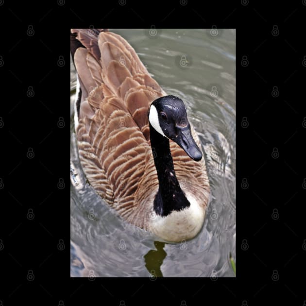 Canada Goose Up Close by Viking Visual - Lori Svensen