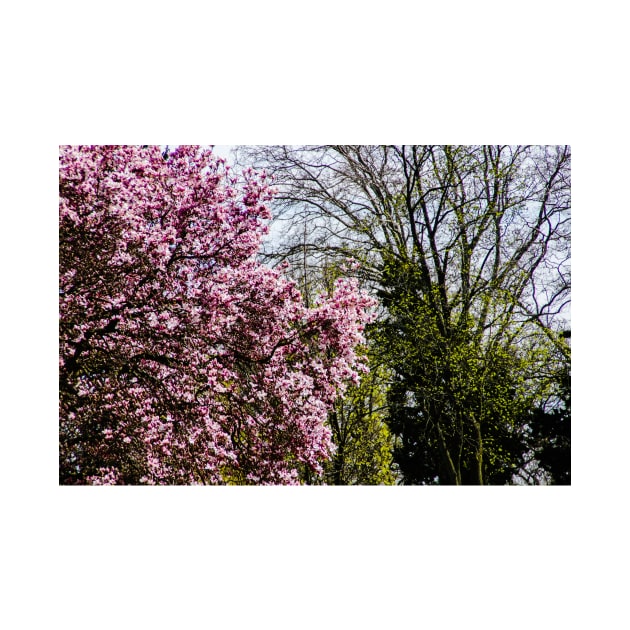 Trees in bud and bloom by srosu