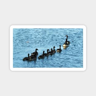 Canada Geese Swimming In A Row Magnet