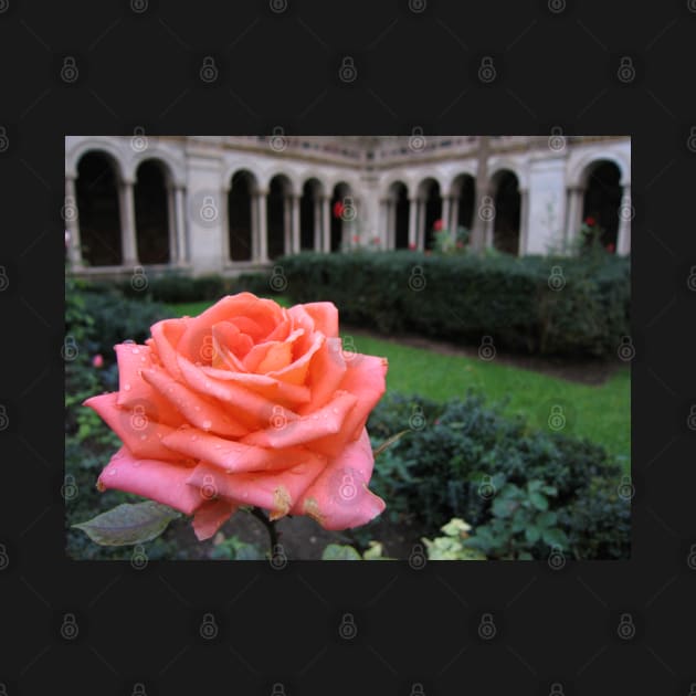 Rose. Cloisters of Basilica di San Paolo Fuori le Mura, Rome, Italy by vadim19