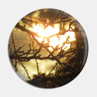 Sunlight Through Branches Pin