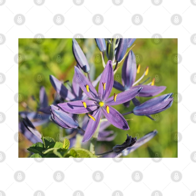 Beautiful violet common camas (Camassia quamash ssp. breviflora) flower by SDym Photography