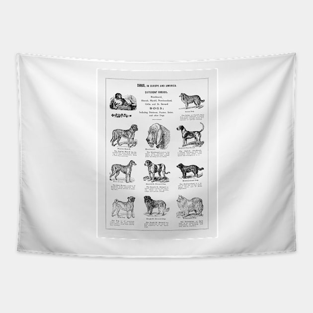 Dog Breeds 1915 Tapestry by SHWILDLIFE