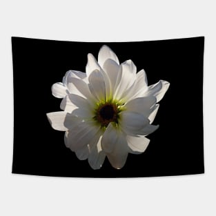 Daisies - Backlit White Daisy Tapestry