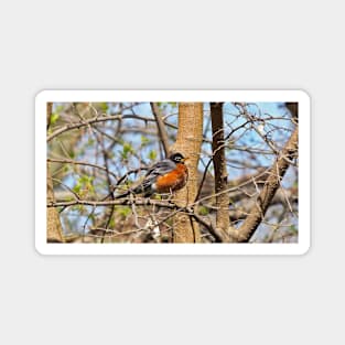 American Robin In A Tree Magnet