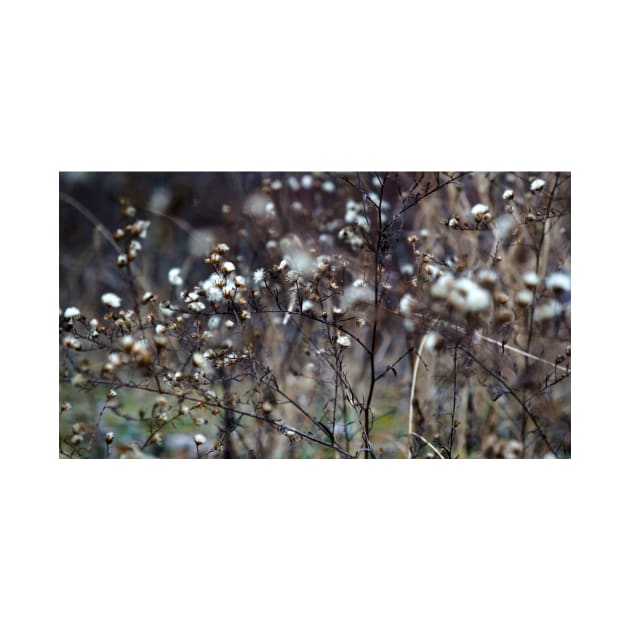 Winter Panicled Aster by 1Redbublppasswo