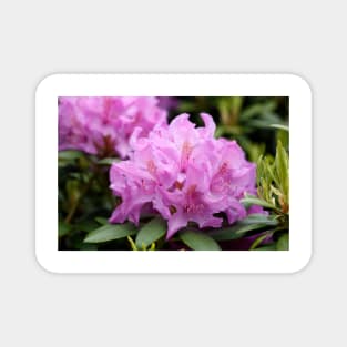 Purple rhododendron flower Magnet
