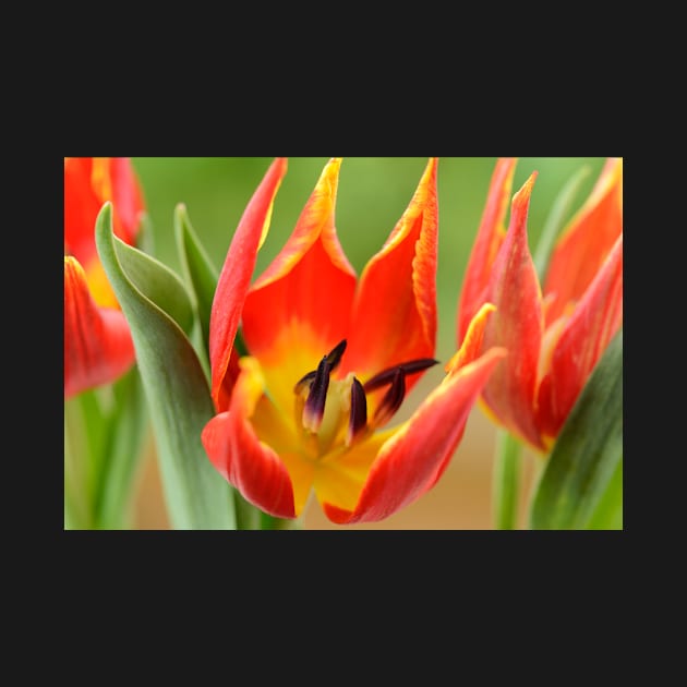 Tulipa schrenkii  Miscellaneous tulip by chrisburrows