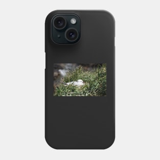 Seagull colony. Phone Case