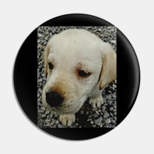 Puppies Pin