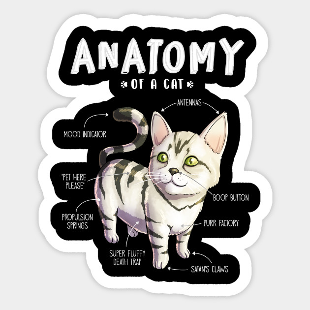 Anatomy Of A Cat Funny Cat Kitten Cat Sticker Teepublic