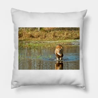 Lion crossing river Pillow