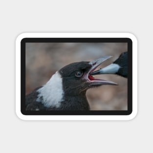 Baby Magpie 2 Magnet