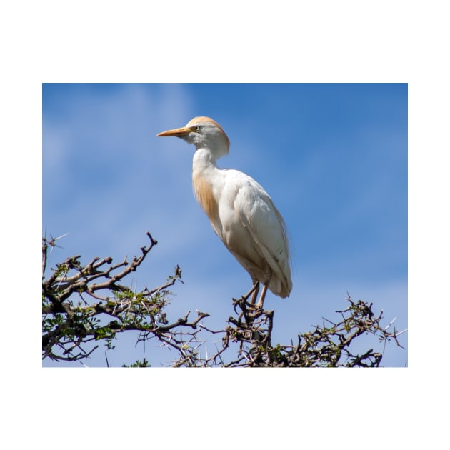 Cattle egret perched on a tree by HazelWright